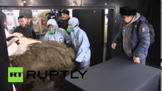 Meet Yuka, age 39,000: Best-preserved mammoth ever found goes on display in Moscow