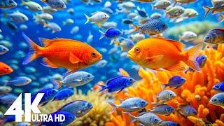 Aquarium 4K Video (Ultra HD)  Beautiful Coral Reef Fish - Relaxation Meditation Music