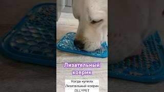 Лизательный коврик Ollypet /вы знали о таком коврике? #fluffylife #лабрадор #милыесобаки