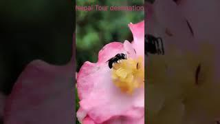 Tour in Nepal