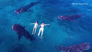 В каком возрасте наступает половое созревание у Китовой акулы (Whale shark) — Rhincodon typus ?