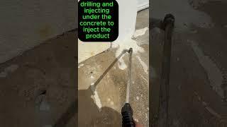 Live termites! Full inspection and treatment South Florida.