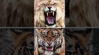 Liger vs Tiger – Who is the strongest big cat? #liger #tiger #wildcats #wildlife #animalbattle