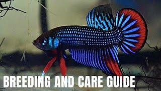 Wild Betta Breeding - How to Breed and Care for Betta Imbellis