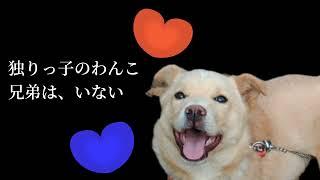 不登校児、犬が飼いたくなるペット不可賃貸居住につき畑で飼うことに...【うれみみレオ】