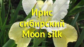 Ирис сибирский Мун Стилк. Краткий обзор, описание характеристик iris sibirica Moon silk