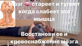 Мозг стареет и тупеет, когда слабеет эта мышца шеи. Восстанови ее и свежая кровь хлынет в твой мозг