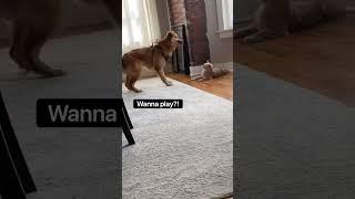 Golden Retriever puppy tries to play with feisty orange cat  #funnyanimals