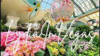 LydiaInVegas is live - The Spring display at the Bellagio Conservatory is OPEN! 