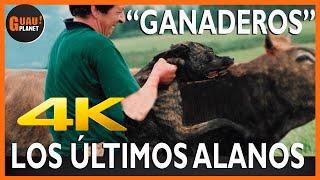 ALANO ESPAÑOL ,LOS ÚLTIMOS ALANOS "GANADEROS"‍ 4K #alanoespañol