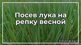 Посев лука на репку весной | toNature.Info