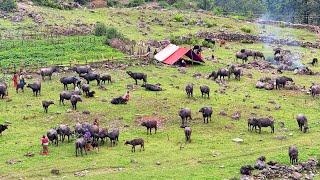 Nepali Mountain Village Life | Nepali farmers´Lifestyle And Organic Shepherd food | RealNepaliLife