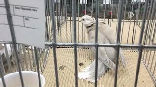 Ring neck Doves on display Reading Pigeon Association Show, Lancaster