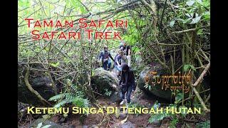 Safari Trek, Di Taman Safari - Ketemu Singa Ditengah Hutan