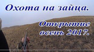 Охота на зайца. Открытие сезона осень 2017-2018.