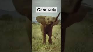 ЖИВОТНЫЕ КОТОРЫЕ НАВСЕГДА ИСЧЕЗНУТ В 2025 ГОДУ!!!