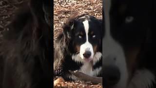 That Stick Bit Me! Nita the Bernese Mountain Dog #dogs #berner #doglover #dogshorts