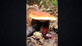 РЕЙШИ | Трутовик лакированный (Ganoderma lucidum)