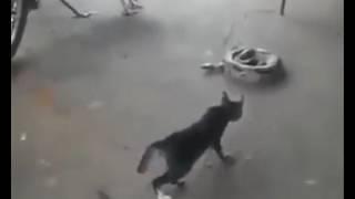 Испуги животных, неудачи животных Animals fails, animals scare