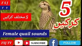 Female batair ki krik/madi batair ki kirk/Common quail sound /مادی بٹیر کی آواز/مادی بٹیر کی کرک