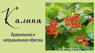 Калина.  Правильная и неправильная обрезка.