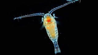 Facts: Copepods