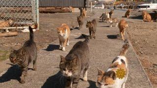 Cats take over Japanese island