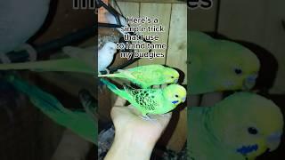 Taming Your Budgie: The EASIEST Method #birds #parrot #pets