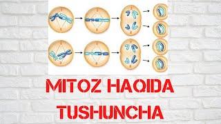 MITOZ  HAQIDA TUSHUMCHA | BIOLOGIYA | AUDIODARSLIK