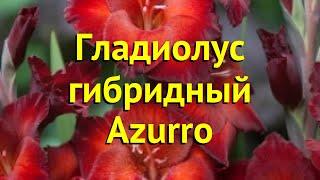 Гладиолус гибридный Азурро. Краткий обзор, описание характеристик, где купить луковицы Azurro