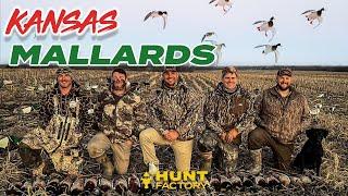 HUGE FLOCKS of Kansas FIELD MALLARDS | 5-MAN Veteran Hunt