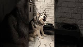 Кабаре-дуэт "ДжаКузя" представляет свой первый музыкальный клип на песню "Проглодатель"