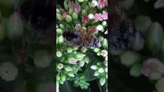 Пчела на заячьей капусте/Bee on orpine #shorts