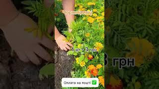Замовлення приймаємо за посиланням в шапці профілю Оплата на пошті, відгуки закріплені в тг-каналі