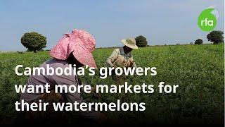 Cambodia’s growers want more markets for their watermelons | Radio Free Asia (RFA)