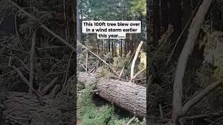 Cabin would have been crushed! #lakelife #work #cabin #stormdamage