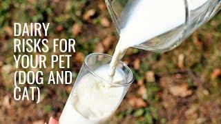 Dairy Risks For Your Pet (dog and cat)