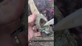 Let nature speak to you  #woodcarving #relaxing #satisfying #nature #carving #woodworking #diy