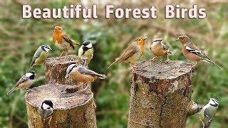 Videos for Cats : Beautiful Forest Birds