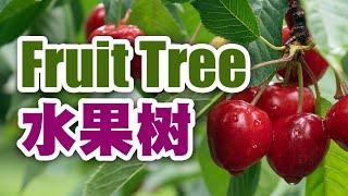 水果树 | 中英文 | Fruit Tree | Chinese & English