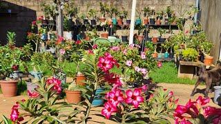 O tour completo no jardim de rosas do deserto