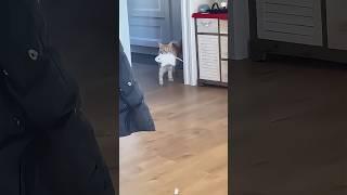 Say sorry to the cat #funnyprank #funny #funnyvideo #pets #funnypet