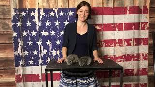 K131 K147 Sal and  Caleb  Violet and Standard v/c male chinchillas