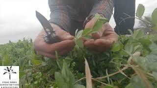 CCB Network On-Farm Winter Pea Trial Invitation