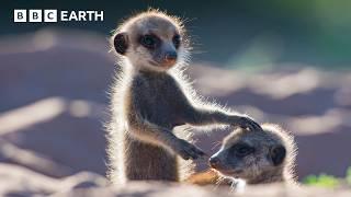 What Happens When You Give Animals A Camera? | BBC Earth