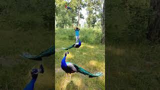 Real peacock  attack #peacock #vtrwildtv #ytshort #wildlife #forest #vtr #zoo #birds