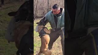 Police dog attacks🪖 #STRAZHODESSA Belgian Shepherd Malinois training Odessa