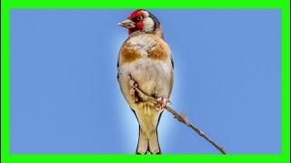 European Goldfinch Song! Call! Sound! Singing! - Jilguero Europeo Canto - Carduelis Carduelis