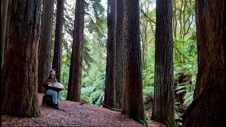 Beneath The Redwoods - Amy Naylor | Handpan Music