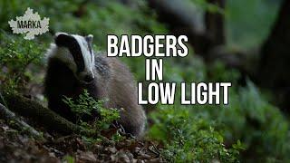 PHOTOGRAPHING BADGERS || Wildlife Photography, Nikon Z6, Low Light